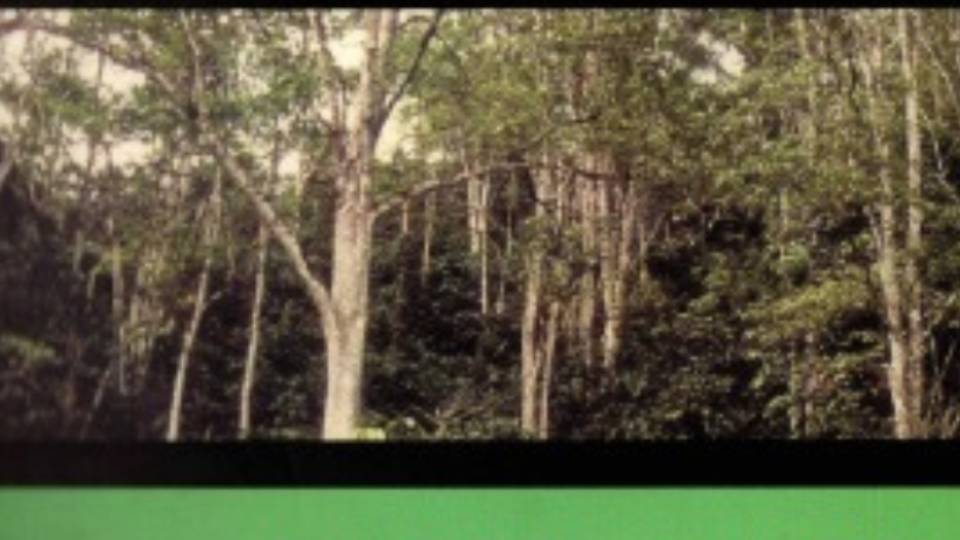 NILAI EKONOMI DARI HUTAN PRODUKSI INDONESIA