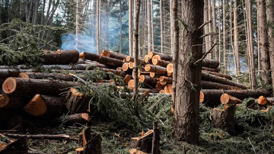 Photo by DANIELA CAPPELLA: https://www.pexels.com/photo/photo-of-tree-logs-13626379/