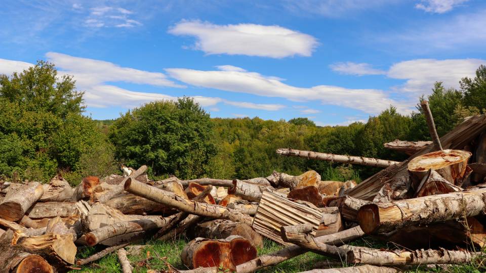 Photo by Gizem Gökce: https://www.pexels.com/photo/forest-clearing-with-pile-of-cut-logs-outdoors-34147841/