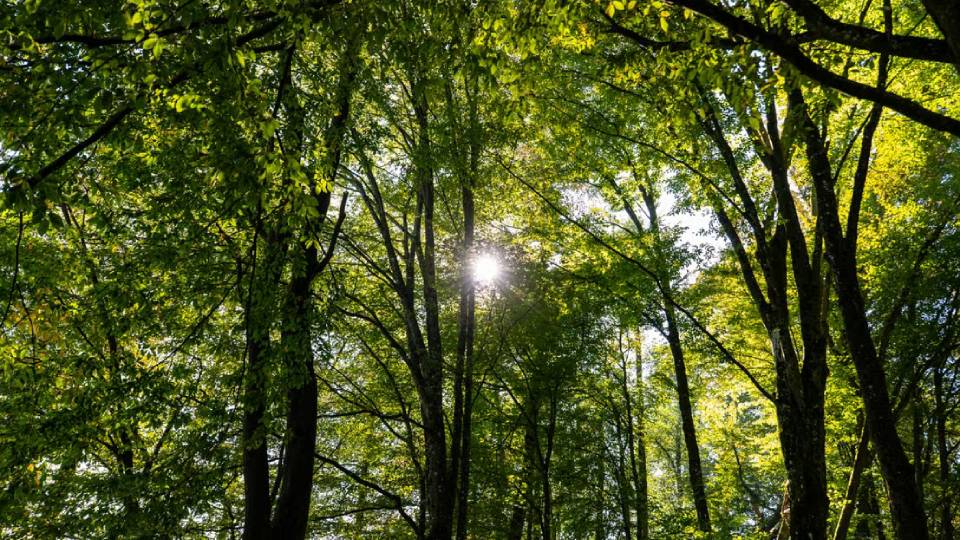 Saatnya bank melindungi hutan