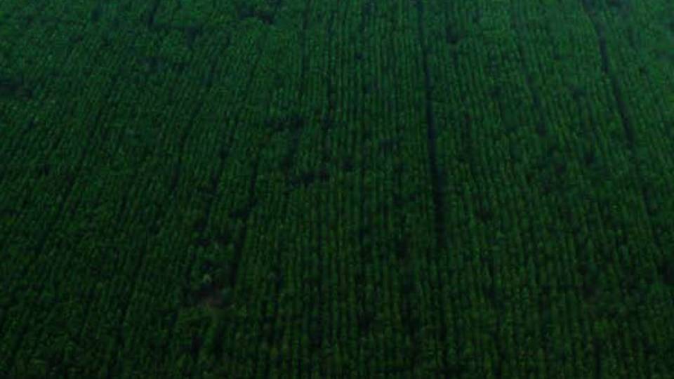 Can expansion of the pulp and paper industries in Indonesia be achieved sustainably?