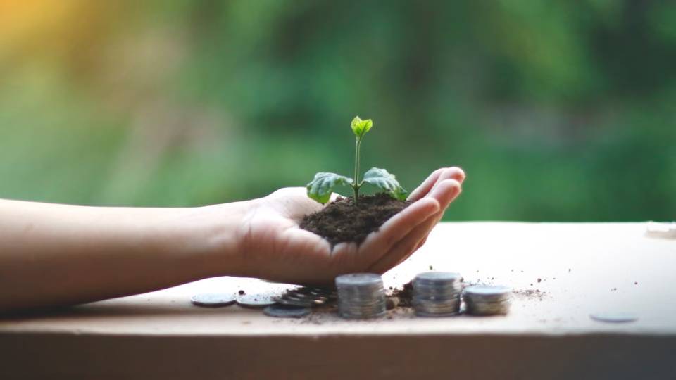 Photo by Akil  Mazumder: https://www.pexels.com/photo/green-plant-on-a-person-s-hand-5550910/