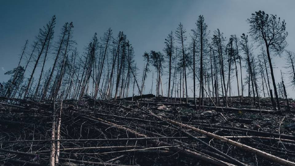 Photo by Alfo Medeiros: https://www.pexels.com/photo/green-trees-under-blue-sky-12983190/