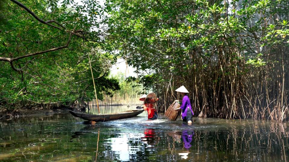 Strategi Mobilisasi Blue dan Green Financing  untuk Restorasi Ekosistem Mangrove di Indonesia