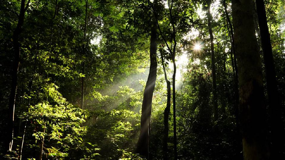 Mendorong Kebijakan Ekonomi yang Pro Kelestarian Hutan